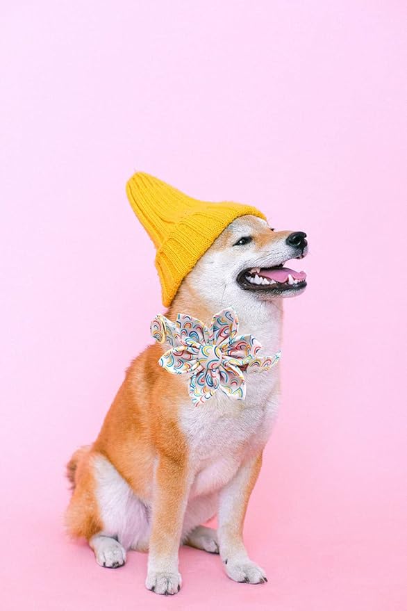 Uniqe Style Paws Flower Dog Collar, Adjustable Dog Collar with Flower, Durable Rainbow Floral Pattern Pet Collar for Medium Dogs