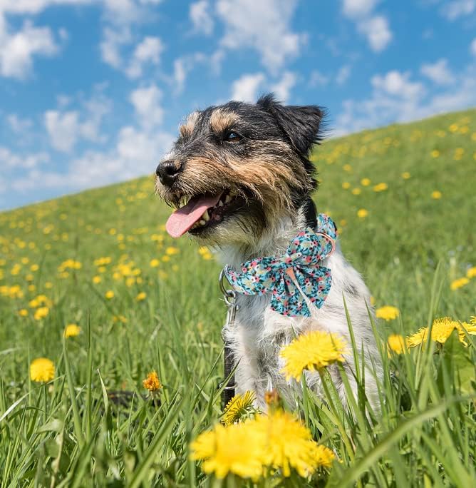 Unique style paws Dog Collar Bow tie Collar Adjustable Collars for Dogs and Cats Small Medium Large
