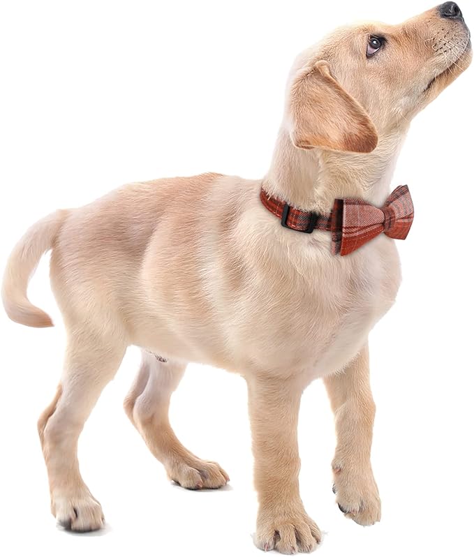 Faleela Soft &Comfy Bowtie Dog Collar,Detachable and Adjustable Bow Tie Collar,for Small Medium Large Pet (Large(Pack of 1), Orange)
