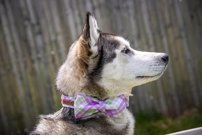 Elegant Plaid Collar With Cute Bow for X-Small Puppy and Cat