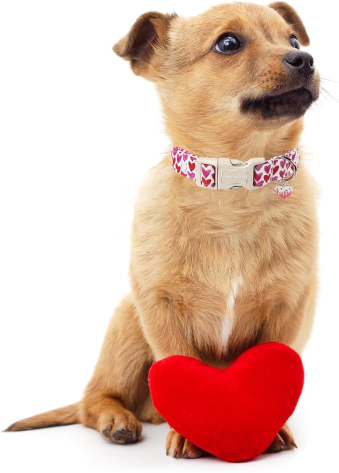 Lionet Paws Valentine's Dog Collar- Cute Love Heart Dog Collars with Plastic Buckle, Light Adjustable Dog Collars for Medium Dogs