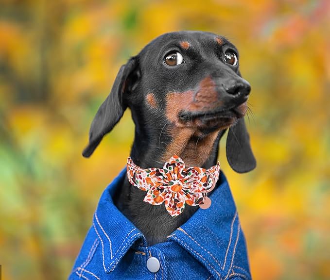 DOGWONG Fall Dog Collar with Bowtie - Fall Thanksgiving Dog Collar Soft Cotton Autumn Dogs Necklace - Halloween Puppy Necklace for Small Medium Large Dogs