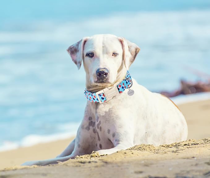 DOGWONG Cotton Dog Collar, Rainbow Dog Collar Durable Soft Natural Fabric Pet Dog Collar Cute LGBTQ Puppy Necklace for Small Medium Large Dog