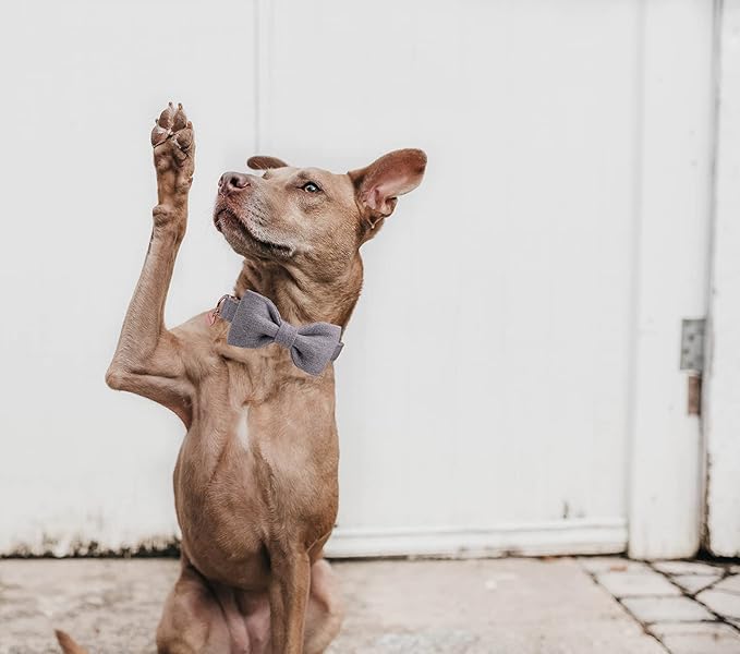 DOGWONG Hemp Cotton Dog Collar with Bow Grey Pet Collar Durable Adjustable Puppy Collar for Small Medium Large Dogs