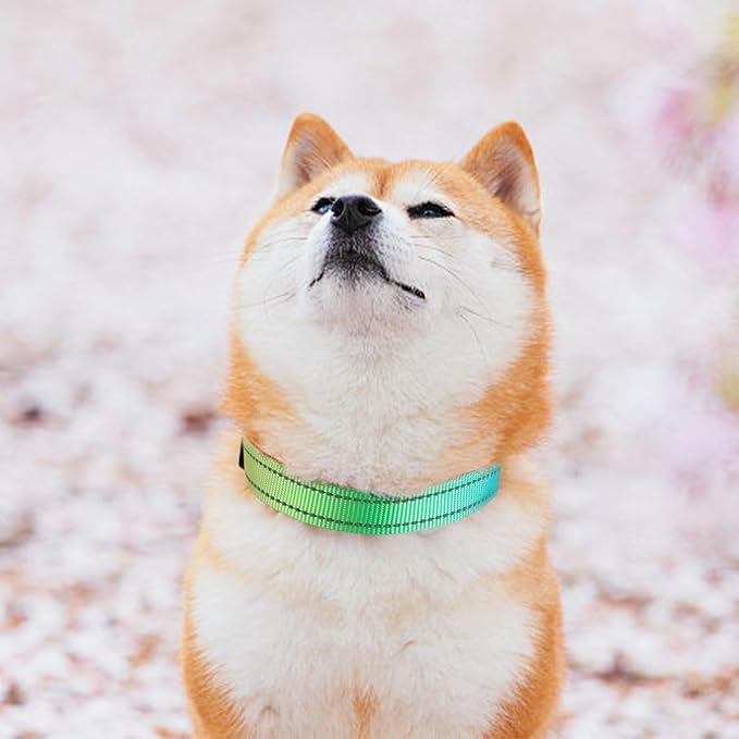 Dog Collar Cute Flower, Reflective Adjustable Basic Collars for Girl Female Small Medium Large Dogs Walking Running(Small,MultiRainbow)