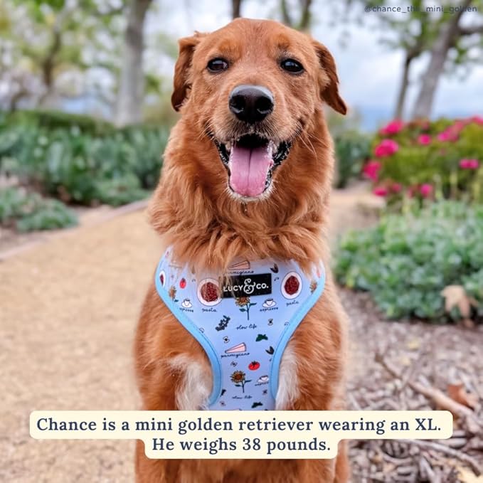 Lucy & Co. Cute Reversible Dog Harness Walking Halter - Best Designer Pet Harnesses for XS - XL Dogs - Padded Adjustable Vest for Easy Walking - X Small - Periwinkle Vacation Icons