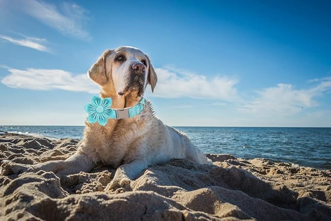 Lionet Paws Dog Collar with Flower - Cute Cotton Adjustable Flower Dog Collar with Metal Buckle for Large Dog Girl Boy, L, Neck 16-24in