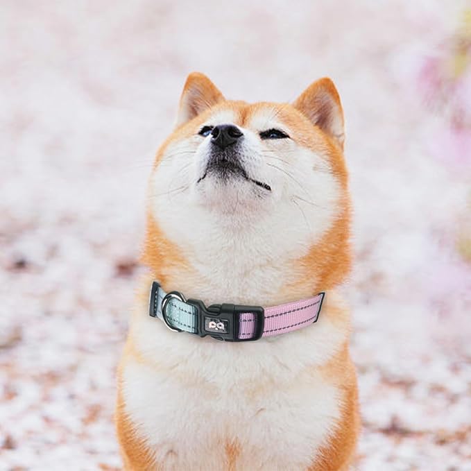 Dog Collar Cute Flower, Reflective Adjustable Basic Collars for Girl Female Small Medium Large Dogs Walking Running(Medium,Purple Blue)