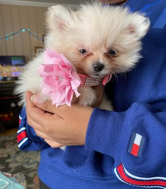 Rhinestone Dog Collar, Cute Dazzling Sparkling Soft Suede Leather Dog Cat Rhinestone Collar Crystal Diamond Pet Dog Puppy Collar (Pink5, XXS), XX-Small