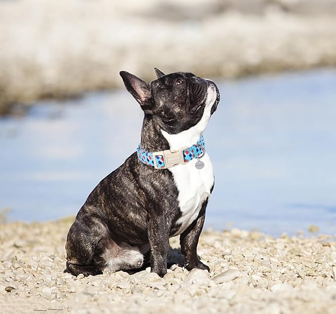 DOGWONG Cotton Dog Collar, Rainbow Dog Collar Durable Soft Natural Fabric Pet Dog Collar Cute LGBTQ Puppy Necklace for Small Medium Large Dog