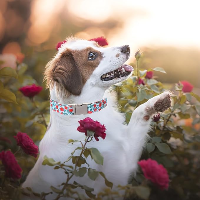 Lionet Paws Dog Collar, Comfortable Adjustable Cute Collar with Metal Buckle for Male Female Puppies, Rose, XS, Neck 8-12 inches