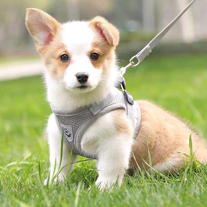 FEimaX Dog Harness and Leash Set for Walking, Soft Mesh Adjustable Easy Control Lightweight Cat Vest Harnesses with Reflective Strips, Escape Proof Small Dogs Cats Vests (Grey, Medium)