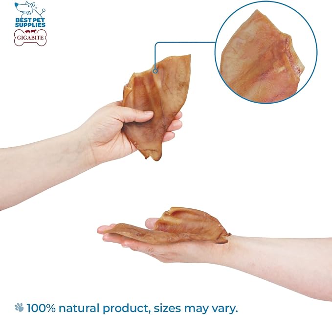 Best Pet Supplies GigaBite Roasted Pig Ears for Dogs - Natural Dog Chews, Roasted Pigs Ears, Safe for Puppies and Aggressive Chewers, Cleans Teeth and Gums - Pack of 25