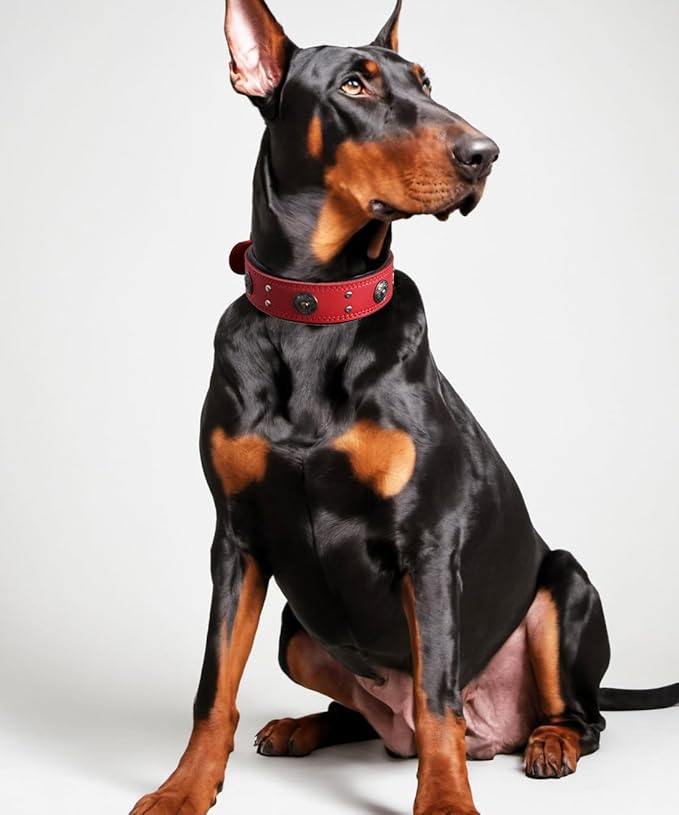 Leather Dog Collar, 2 inches Wide Heavy Duty Genuine Leather Collars, Handmade, Soft, and Luxury, Eye-catching Best Choice for Large and Medium Breed Dogs, Red 16.5-20.5 inches