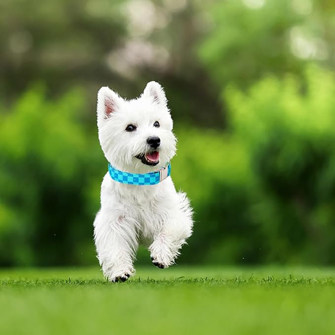 Maca Bates Checkered Mint Blue Dog Grid Collar for Small Dogs Adjustable Plaid Collars Accessories Gift for Small Medium Large XL Puppy with Golden Metal Buckle