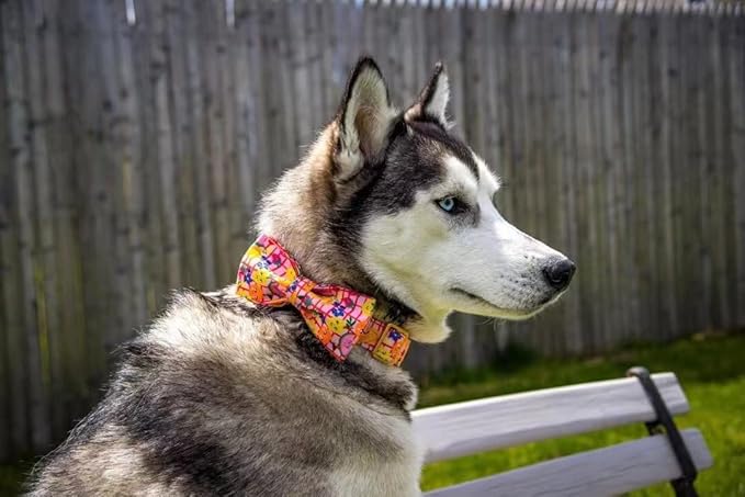 Elegant little tail Dog Collars with Bow - Fruit Print Dog Collar Cute Bowtie Girl Boy Pet Collar for X-Small Puppy