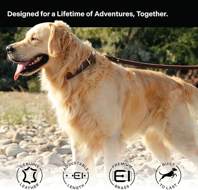 Scout Supply Classic Leather Dog Collar | Heavy Duty Thick Full Grain Leather | Waterproof & Rust-Proof Brass Hardware (Dark Brown, Large)