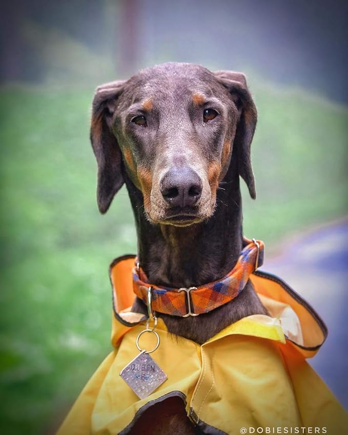 SPOT Rainy Days Slicker - Yellow Dog Rain Jacket With Hood, Reflective Strip for Safety, Leash Hole & Adjustable Velcro Belly Strap, 100% Polyester Water Resistant Pet Raincoat - X-Large, 21in Long