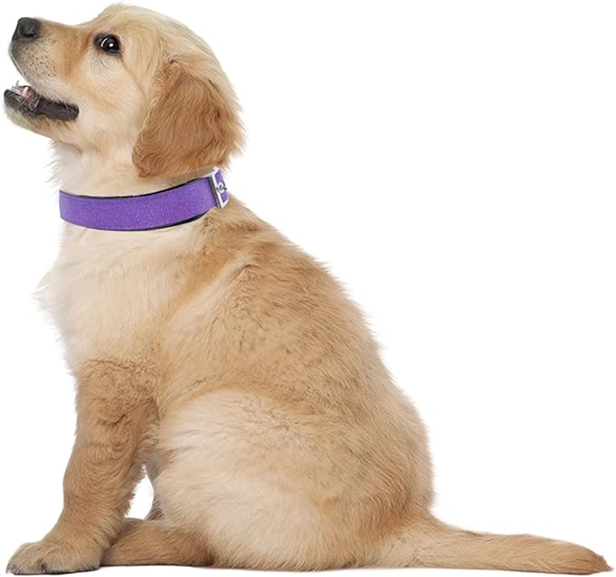 Downtown Pet Supply Deluxe Dog Collar - Padded Adjustable Dog Collar with Metal Buckle & D-Ring - Machine Washable & Water Resistant Thick Dog Collar - Purple - XL - Extra Large Dog Collar