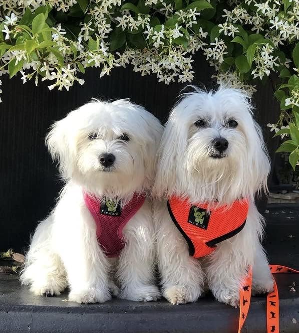 Dog Harness Soft Gentle No Pull No Choke Dog Harnesses Double Padded Halter Ultra Cushion Walking Breathable Mesh Dog Vest for Puppies XS Small Medium Large XL (Medium (Neck 12 to 14 in), Orange)