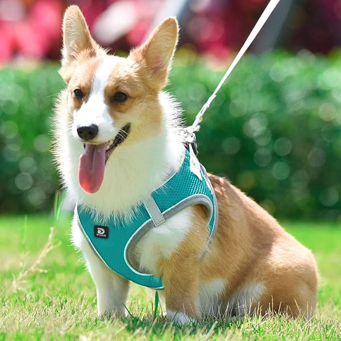 Dog and Cat Universal Harness with Leash - Cat Harness Escape Proof - Adjustable Reflective Step in Dog Harness for Small Dogs Medium Dogs - Soft Mesh Comfort Fit No Pull No Choke (XS, Lake Blue)