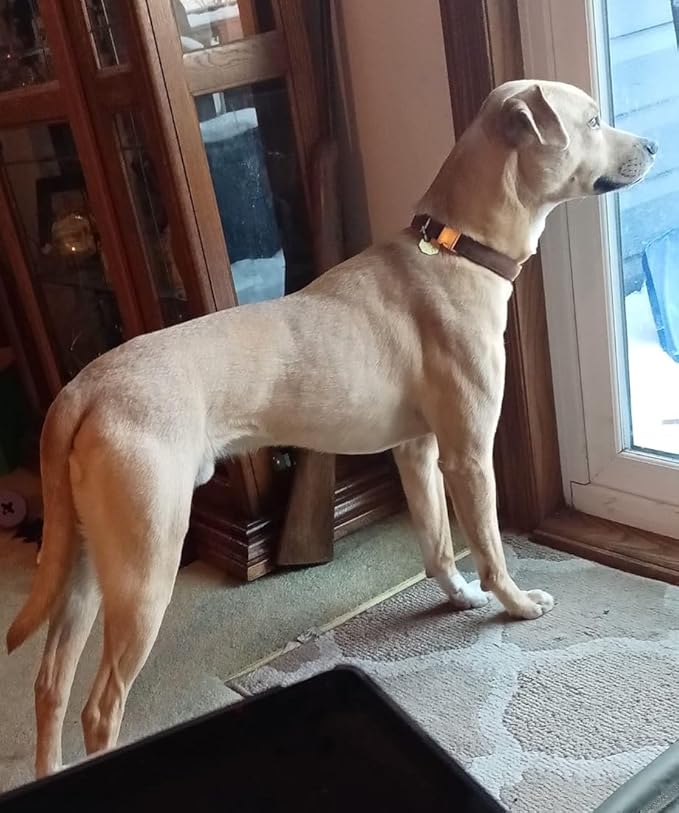 Soft Corduroy Dog Collar and Leash Set, Adjustable Cotton Dog Collars with Metal Buckle and Lead for Small Dogs,Brown