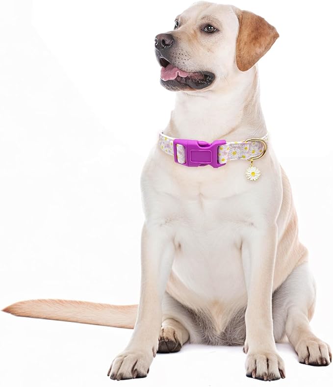 Dog Collars with Buckle Adjustable for Cute Girl Female Boy Dogs,Special Soft and Fancy Dog Pet Collar with Flower Design for Small Medium Large Dogs (S, Light Purple-Flower)