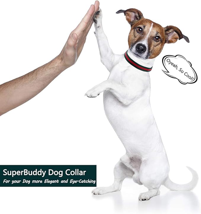 Premium Dog Collar, Cute Dog Collars Luxury Style, Durable Pet Collars with Metal Buckle Safety for Puppy Small Dogs