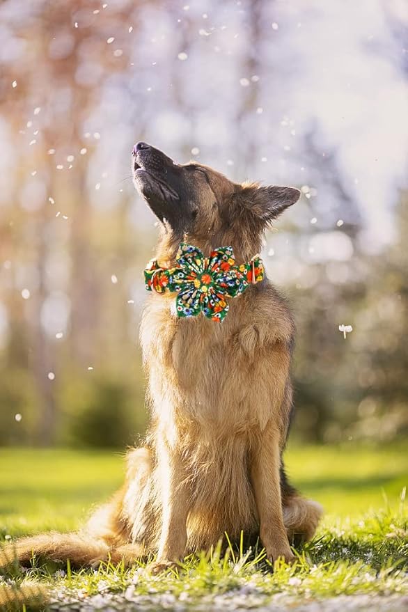 Lionheart Glory Dog Collar, Dog Collar with Flower, Cute Floral Pattern Pet Collar Adjustable Dog Collar for Large Dogs
