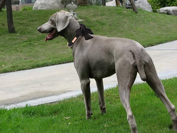 Unique Style Paws Silk Black Color Dog Collar with Bow Wedding Bow Tie for Large Dogs