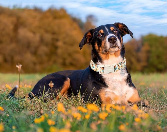 DOGWONG Female Cotton Dog Collar - Sunflower Design, Durable Soft Natural Fabric Spring Collar for Small, Medium & Large Dogs