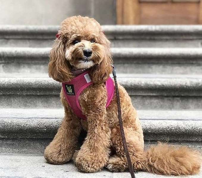 EcoBark Step in Dog Harness - Eco-Friendly Dog Harnesses for for Small & Medium Breed Dogs - Reflective and Adjustable Chest Body Halter Vest -Soft Luxurious Mesh (Pink, XL)