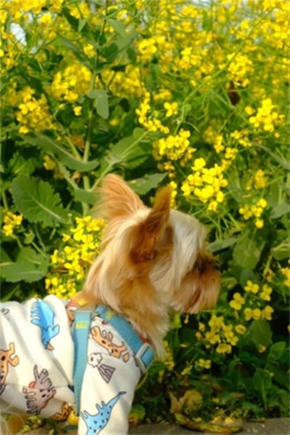 Dog Clothes Puppy Cute Dinosaur Shirt Pet Cotton Shirt Dog Vest Cat Clothes Dogs Boy Girl T Shirts for Small Dog Cat Teacup Chihuahua Yorkie (Dino Shirt, X-Large)