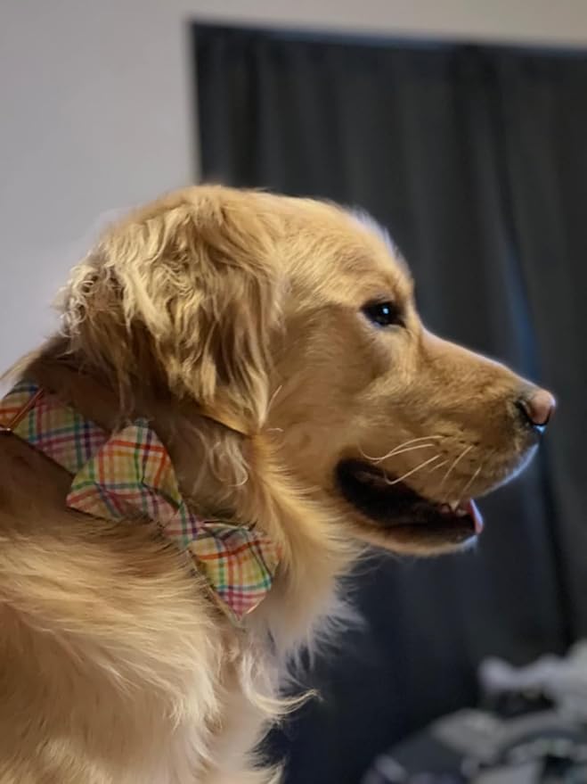 Lionet Paws Easter Dog Collar with Bowtie - Colorful Cute Cotton Bowtie Dog Collar with Metal Buckle for Large Dog Girl Boy, L, Neck 16-24in