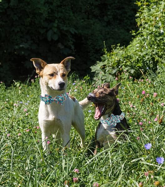 Unique style paws Dog Collar Bow tie Collar Adjustable Collars for Dogs and Cats Small Medium Large