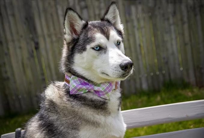 Elegant Plaid Collar With Cute Bow for X-Small Puppy and Cat