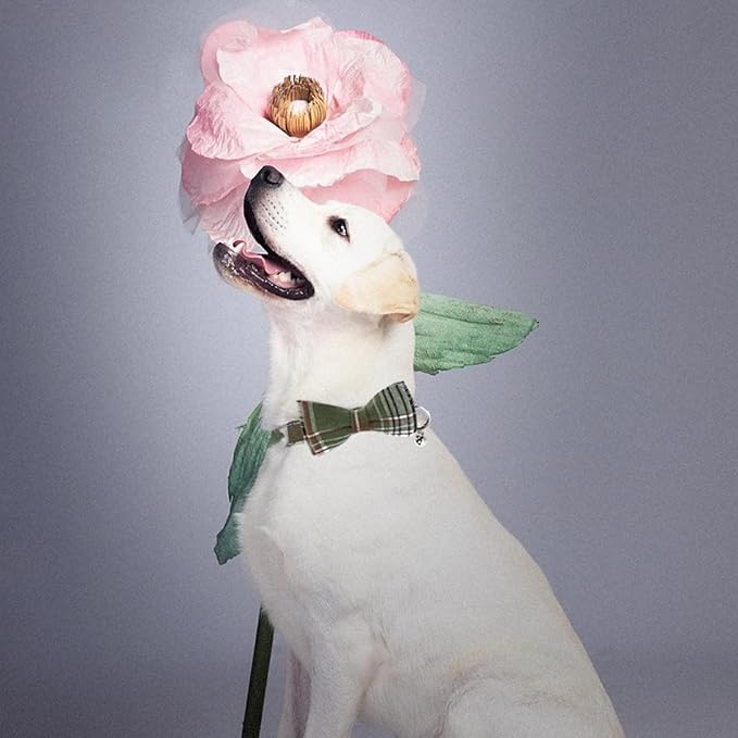 SuperBuddy Dog Collar, Adjustable Dog Collar with Bowtie, Pet Collar for Dog Soft Bowtie Dog Collars for Small Medium Large Pet