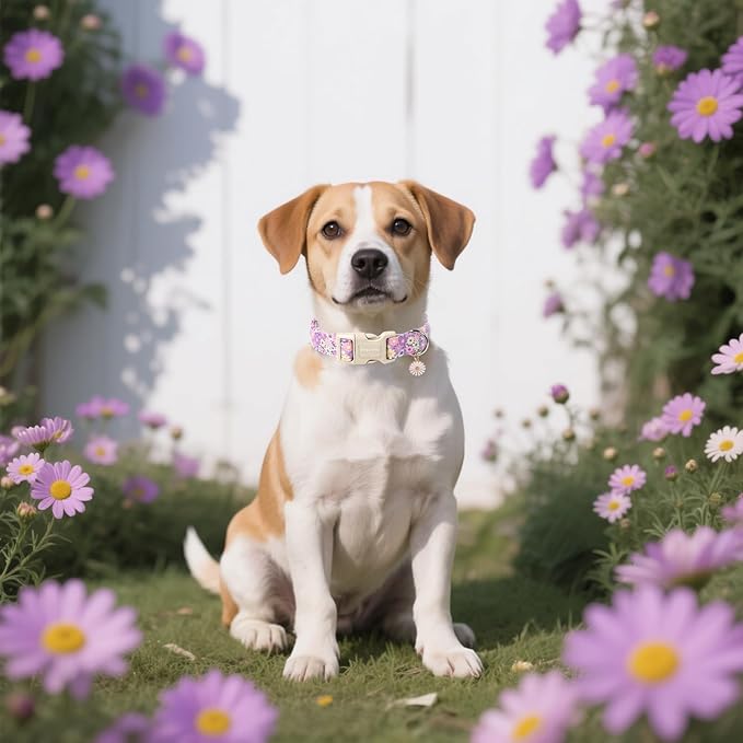 DOGWONG Flower Dog Collar, Girl Daisy Dog Collar Durable Ice Cream Pet Dog Collars Cute Summer Beach Puppy Necklace for Small Medium Large Dogs