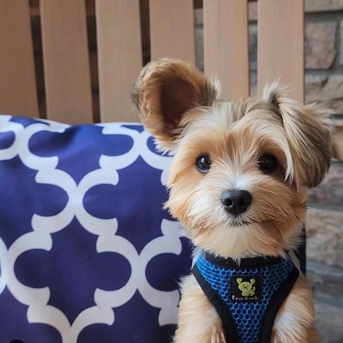 EcoBark Dog Harness - Teacup Dog Harnesses for XXS, XS, and Small Dogs - Step in Mesh Mini Body Halter - Puppy to Senior Dogs - Toy Breed Dog Harness Vest Under 5 pounds lbs (XXXS, Bright Blue)