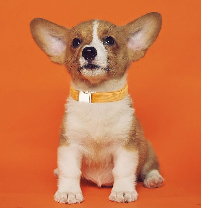 Soft Dog Collar with Metal Buckle Adjustable Durable Comfort Cotton Corduroy Collars for Large Medium Small Dogs Velvet Dog Collars, Orange