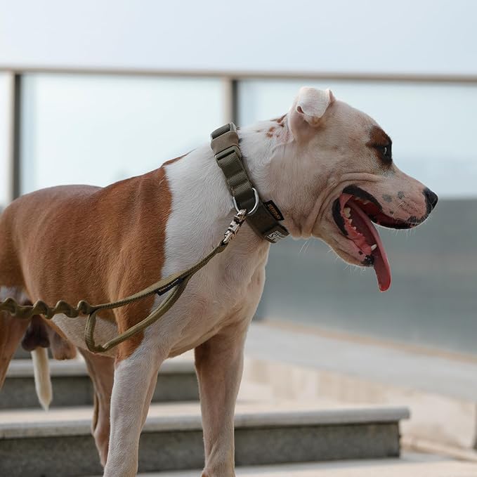 EXCELLENT ELITE SPANKER Puppy Dog Collar - Nylon Adjustable, Soft Padded Collar for Small Dogs