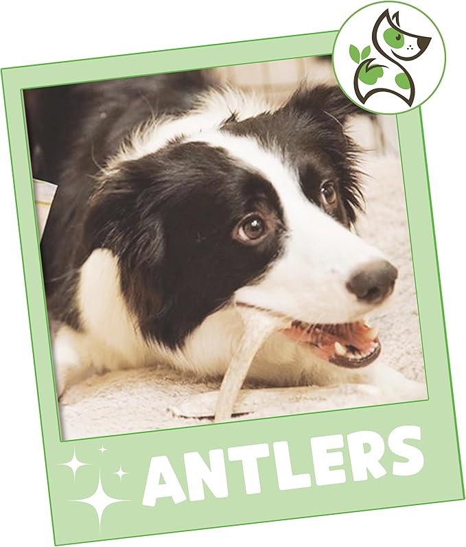 Nature Gnaws Antlers for Dogs (8oz) - Mix of Elk and Deer Antler - Variety of Split and Whole Pieces - Long Lasting for Aggressive Chewers and Large Dogs