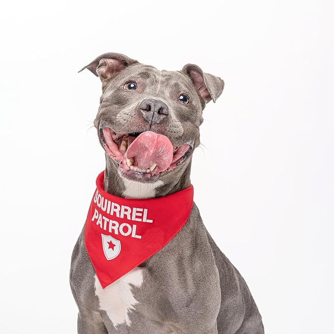 Squirrel Patrol Dog Bandana | 100% Cotton Adjustable Triangle | Made in USA | Summer | Outdoorsy | Hiking | Camping | Travel | Adventures | Red, X-Small (308)