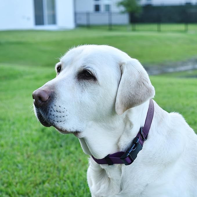 Dogline Biothane Waterproof Dog Collar with Quick Release Buckle Strong Coated Nylon Webbing with Odor- Proof for Easy Care Easy to Clean Fits Small Medium Large Dogs, Purple 1" W 15-23" L