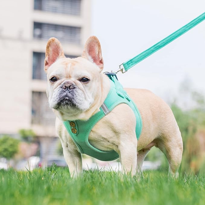 PUPTECK Dog Harness and Leash Set for Small Medium Dogs No Pull Step-in Soft Mesh Puppy Cat Vest Harnesses Reflective at Night, Denim Green M