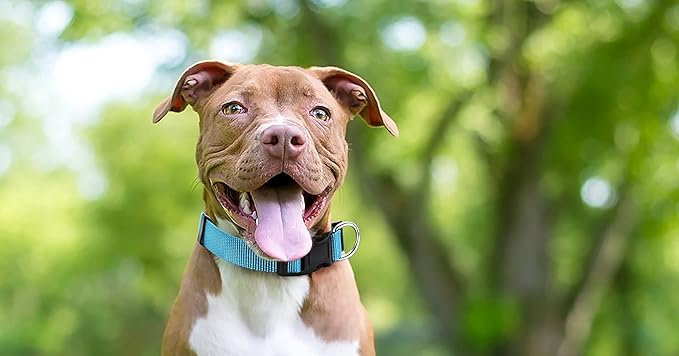 Native Pup Basic Nylon Dog Collar, Adjustable for Small, Medium, Large pet and Puppies Accessories, Cute Colors for Male, Female, boy, Girl, Puppy (Medium, Turquoise)
