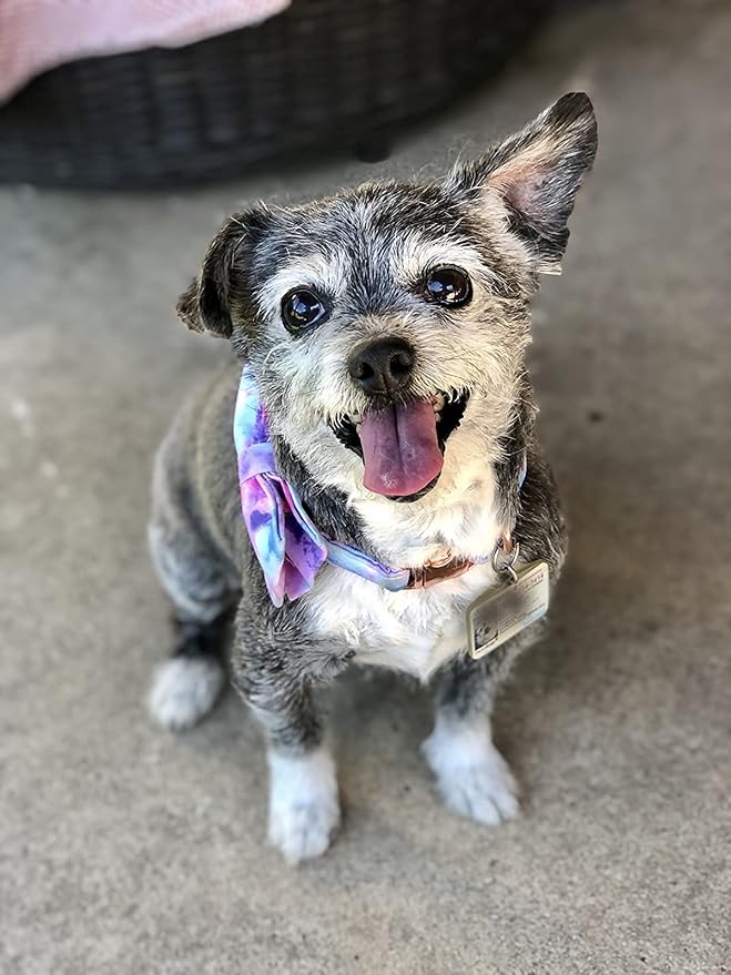 Elegant little tail Dog Collar with Bow, Soft&Comfy Bowtie Dog Collar, Adjustable Pet Gift Collars for Small Medium Large Dogs