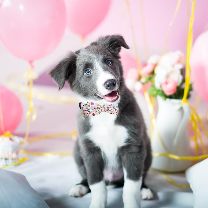 ADOGGYGO Birthday Dog Collar with Bowtie, Pet Birthday Collar with Detachable Bow, Adjustable Bowtie Collars for Small Medium Large Dogs (Small)
