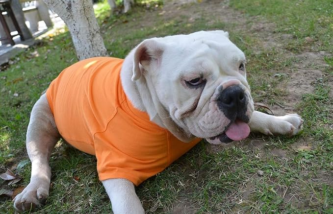 Lovelonglong Bulldog Clothes Dog Clothing Blank T-Shirt Tee Shirts for French Bulldog English Bulldog American Pit Bull Pugs 100% Cotton Skin Care Orange B-M