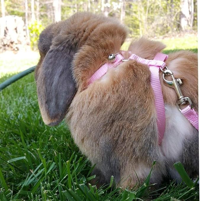 Hypeety Rabbit Bunny Harness with Leash Adjustable Soft Nylon Harness Rabbit Vest Lead Pink Blue Lead Leash All Season for Small Animals (Pink)